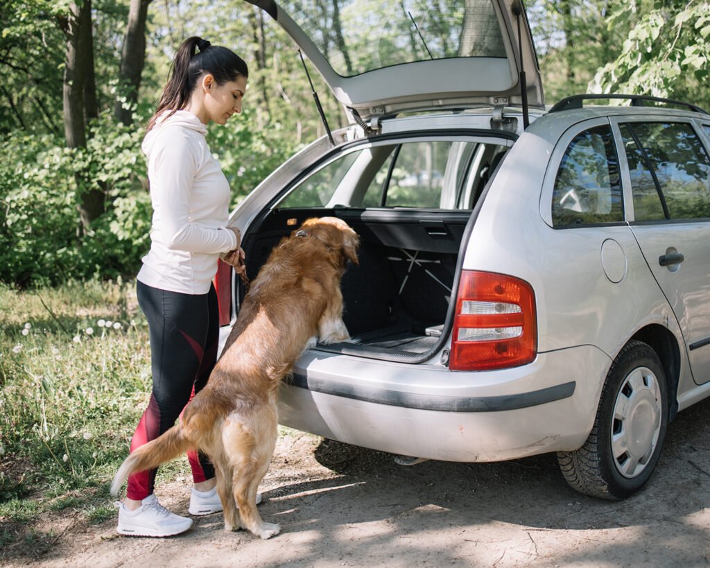 Get More Upvotes and Interaction on r Cats