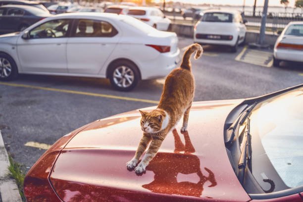 Why Millions of Cat Lovers Join r Cats